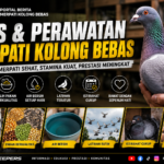 Pelajari 7 tips menjaga kondisi Merpati Kolong Bebas agar tetap prima menjelang perlombaan. Panduan lengkap dari FM FARM KEEPERS untuk penghobi dan peternak.