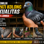 Cara Memilih Merpati Kolong Berkualitas untuk Lomba bagi Pemula