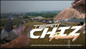 FM FARM KEEPERS melakukan review eksklusif Team CHIZ Pemalang dengan menampilkan tiga merpati andalan, Gladiator S2, Jago, dan By One. Simak liputan lengkapnya di sini