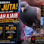 Sayembara Rp100 Juta! Burung “Bocah Ajaib” Milik Team Bintang Utara Hilang, Ada Imbalan Rp70 Juta bagi yang Menemukan