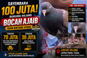 Sayembara Rp100 Juta! Burung “Bocah Ajaib” Milik Team Bintang Utara Hilang, Ada Imbalan Rp70 Juta bagi yang Menemukan