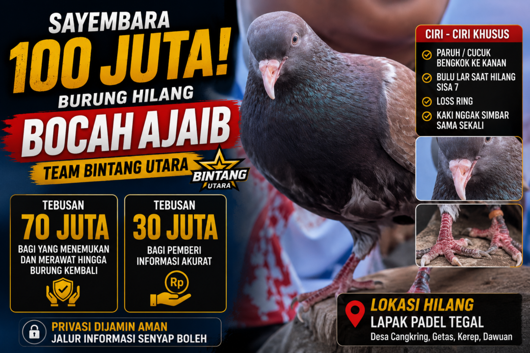 Sayembara Rp100 Juta! Burung “Bocah Ajaib” Milik Team Bintang Utara Hilang, Ada Imbalan Rp70 Juta bagi yang Menemukan