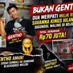 Bukan Gentho! Dua Merpati Milik Ricky dari Savanna Kings Hilang di Bojong, Gentho Sudah Kembali ke Weleri